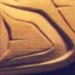 Bear's Paw Close Up